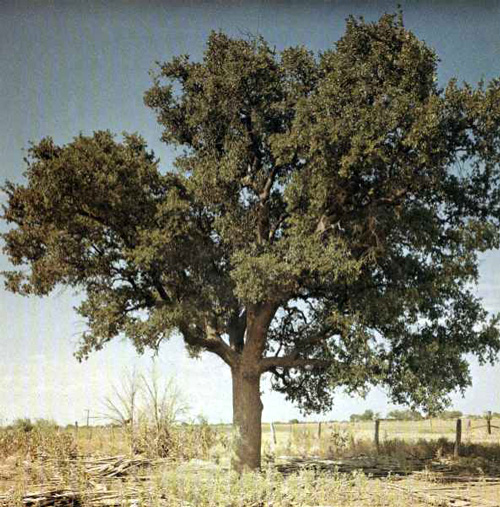 Heart O'Texas Oak-1969